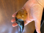 Blackthorn Walking Stick 37 1/2 inch - Handmade in Ireland