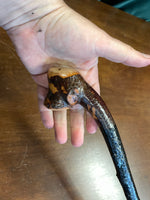 Blackthorn Walking Stick 34 inch - Handmade in Ireland