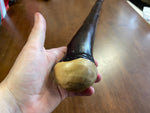 Irish Chestnut Walking Stick - Extra Large