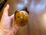 Blackthorn Shillelagh - 19 1/2 inch - Handmade in Ireland