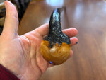 Blackthorn Walking Stick 35 inch - Handmade in Ireland