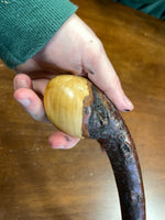 Blackthorn Shillelagh -19 inch - Handmade in Ireland