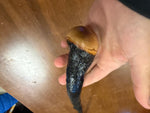 Blackthorn Walking Stick 37 inch - Handmade in Ireland