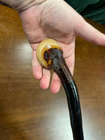 Blackthorn Walking Stick 39 inch  - Handmade in Irelan