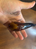 Blackthorn Walking Stick 36 1/2 inch - Handmade in Ireland