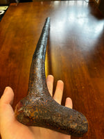 Blackthorn Walking Stick 37 inch - Handmade in Ireland