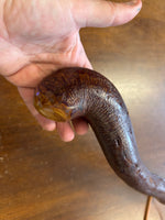Blackthorn Shillelagh - 14 inch - Handmade in Ireland
