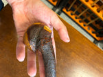 Blackthorn Walking Stick 37 1/2 inch - Handmade in Ireland