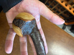Blackthorn Walking Stick 36 inch - Handmade in Ireland