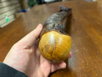 Blackthorn Shillelagh - 19 3/4 inch - Handmade in Ireland