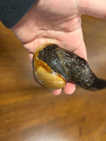 Blackthorn Walking Stick 39 1/2 inch - Handmade in Ireland